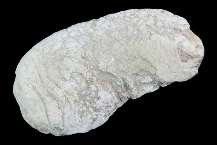 Cretaceous Fish Coprolite (Fossil Poop) - Kansas #93773